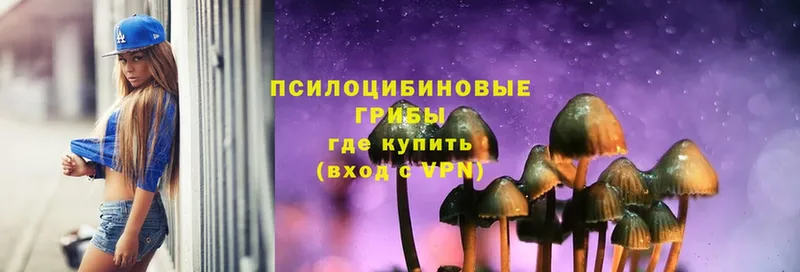 Псилоцибиновые грибы Psilocybe  Дмитровск 